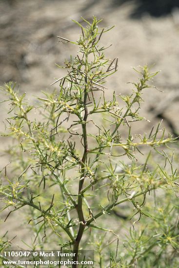 Russian Thistle foliage