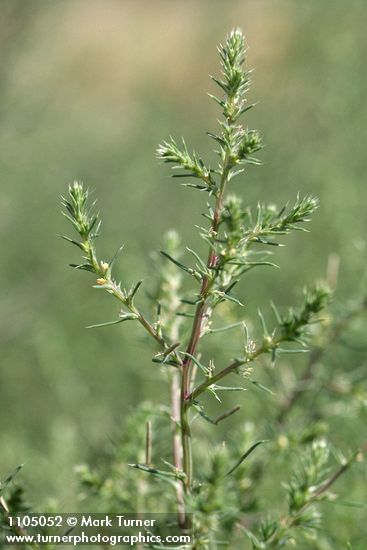 Russian Thistle blossoms & foliage