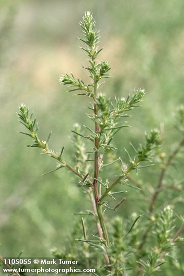Russian Thistle blossoms & foliage