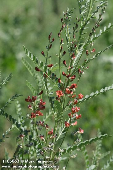 Alkali Swainsonpea blossoms & foliage