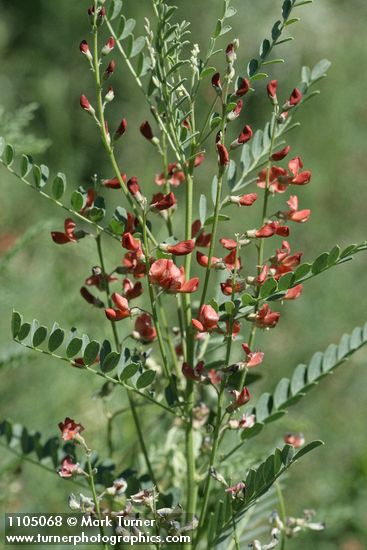 Alkali Swainsonpea blossoms & foliage