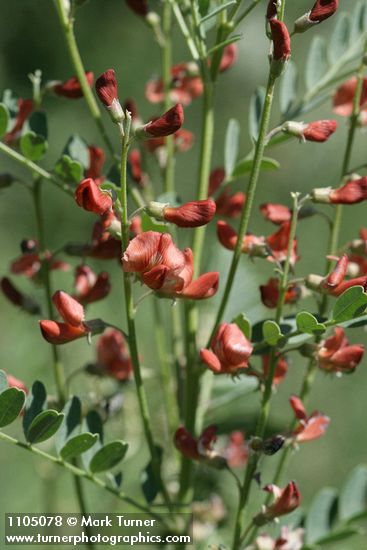 Alkali Swainsonpea blossoms & foliage detail