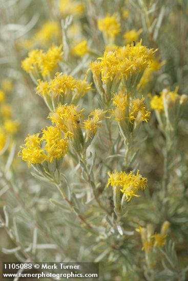 Gray Horsebrush blossoms