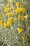 Gray Horsebrush blossoms