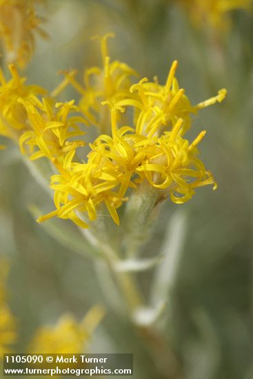 Gray Horsebrush blossoms