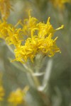 Gray Horsebrush blossoms