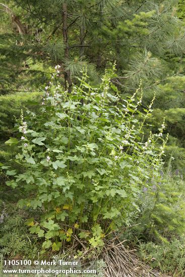 Streambank Globe Mallow