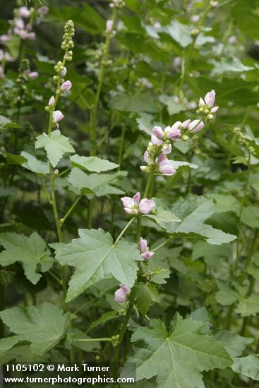 Streambank Globe Mallow blossoms & foliage