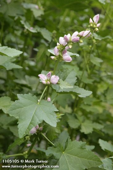 Streambank Globe Mallow blossoms & foliage