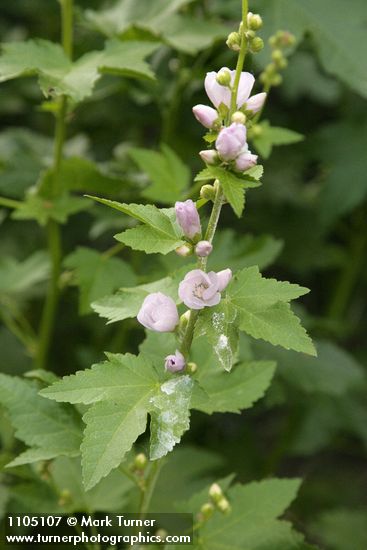 Streambank Globe Mallow blossoms & foliage