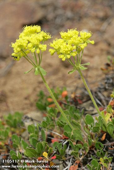 Hausknecht's Buckwheat blossoms & foliage