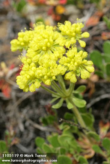 Hausknecht's Buckwheat blossoms detail