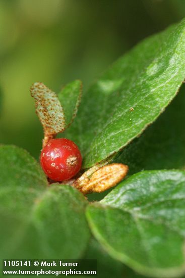 Russet Buffaloberry mature fruit among foliage