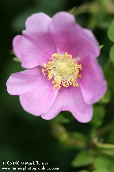 Nootka Rose blossom