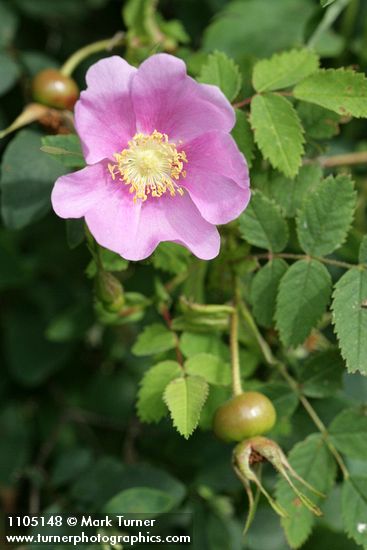 Nootka Rose blossom, foliage, immature fruit