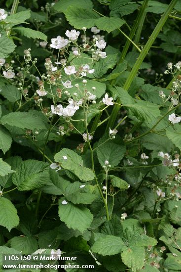 Himalayan Blackberry blossoms & foliage