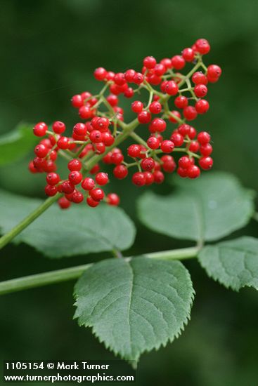 Red Elderberry fruit & foliage