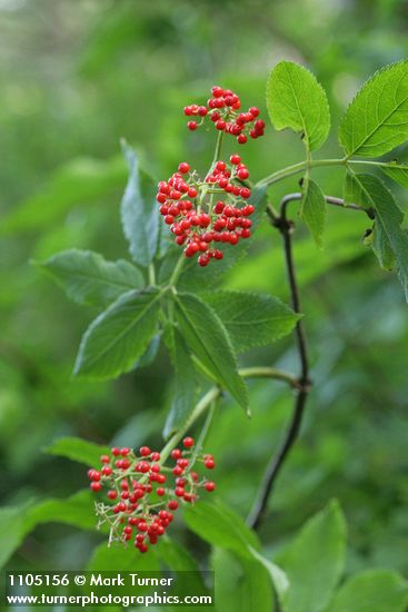 Red Elderberry fruit & foliage
