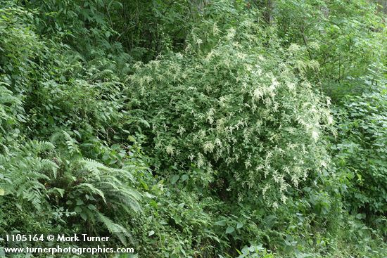 Ocean Spray w/ Sword Ferns