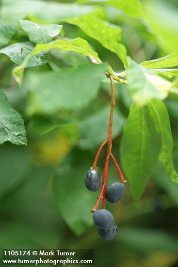 Indian Plum mature fruit & foliage