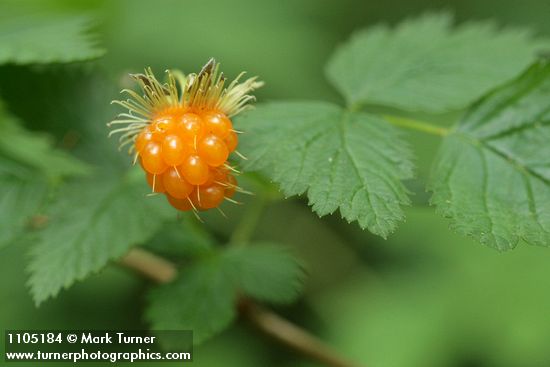 Salmonberry mature fruit & foliage