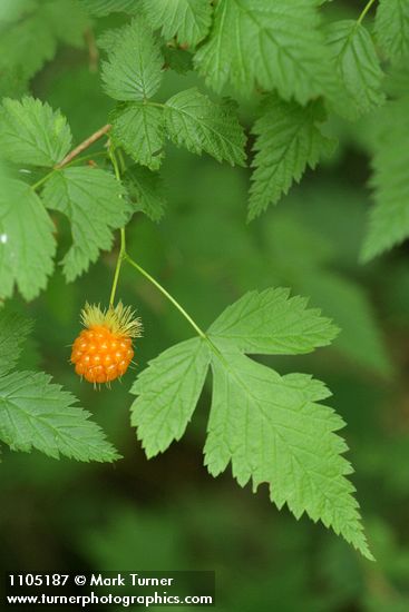 Salmonberry mature fruit & foliage