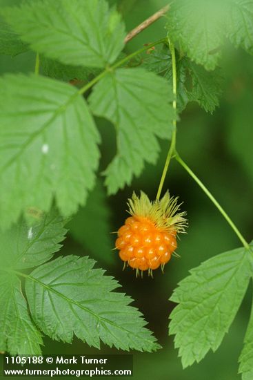 Salmonberry mature fruit & foliage