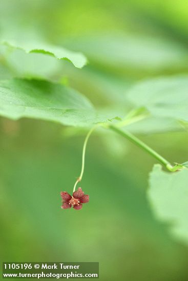 Western Wahoo (Western Burning Bush) blossom