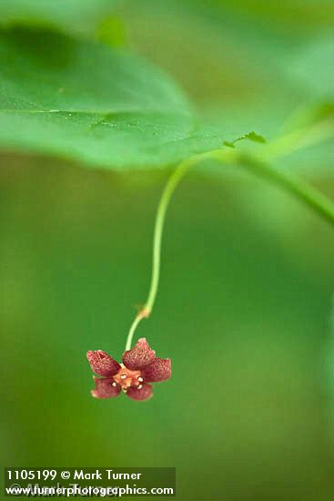 Western Wahoo (Western Burning Bush) blossom