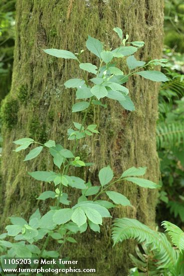 Western Wahoo (Western Burning Bush)