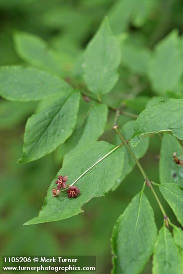 Western Wahoo (Western Burning Bush) blossoms & foliage
