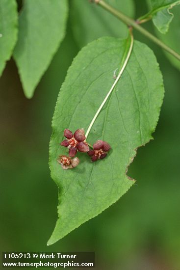 Western Wahoo (Western Burning Bush) blossoms & foliage