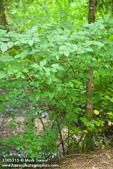 Western Wahoo (Western Burning Bush)