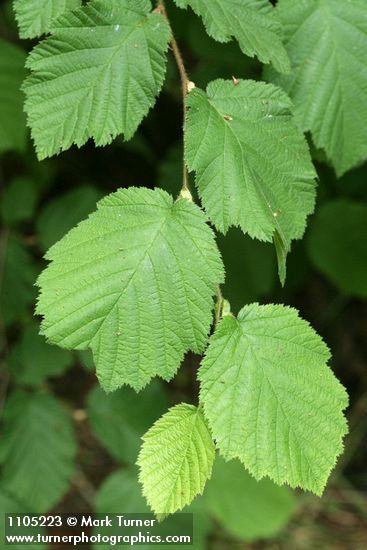 Beaked Hazelnut foliage