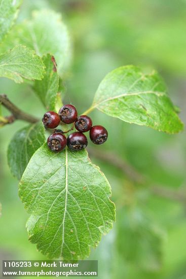 Suksdorf's Hawthorn mature immature fruit among foliage