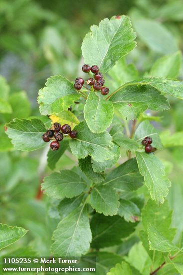 Suksdorf's Hawthorn mature immature fruit among foliage