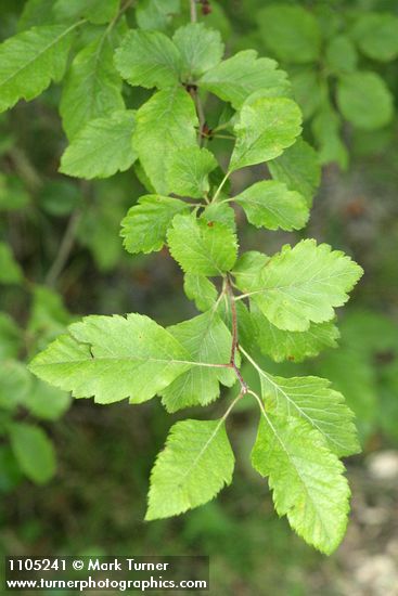 Suksdorf's Hawthorn foliage