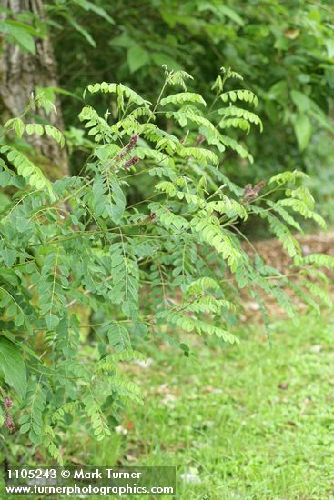 Western False Indigo