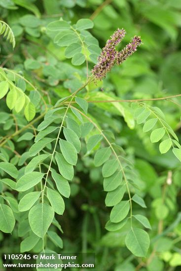 Western False Indigo blossoms & foliage