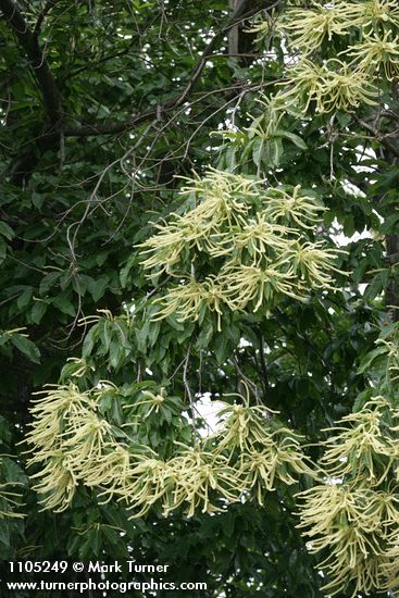 American Chestnut blossoms & foliage