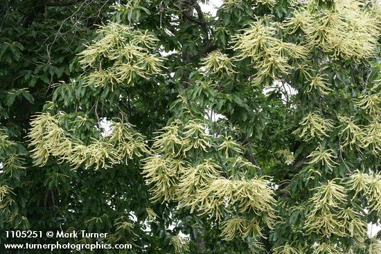 American Chestnut blossoms & foliage