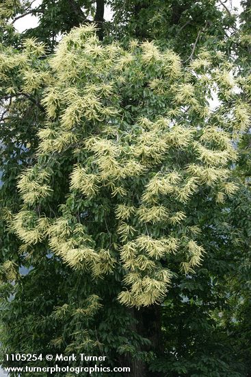 American Chestnut blossoms & foliage