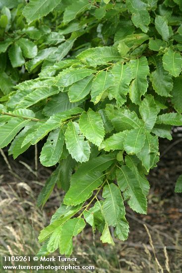 American Chestnut foliage