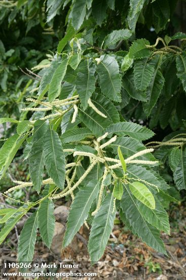 American Chestnut blossoms & foliage