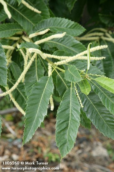 American Chestnut blossoms & foliage