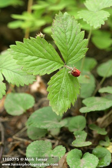 Woodland Strawberry fruit & foliage