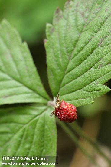 Woodland Strawberry fruit & foliage detail