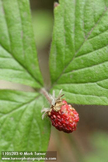 Woodland Strawberry fruit & foliage detail