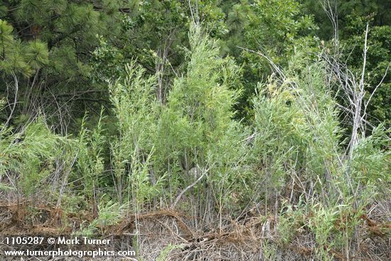 Columbia River Willows