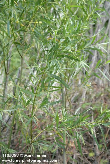 Columbia River Willow foliage